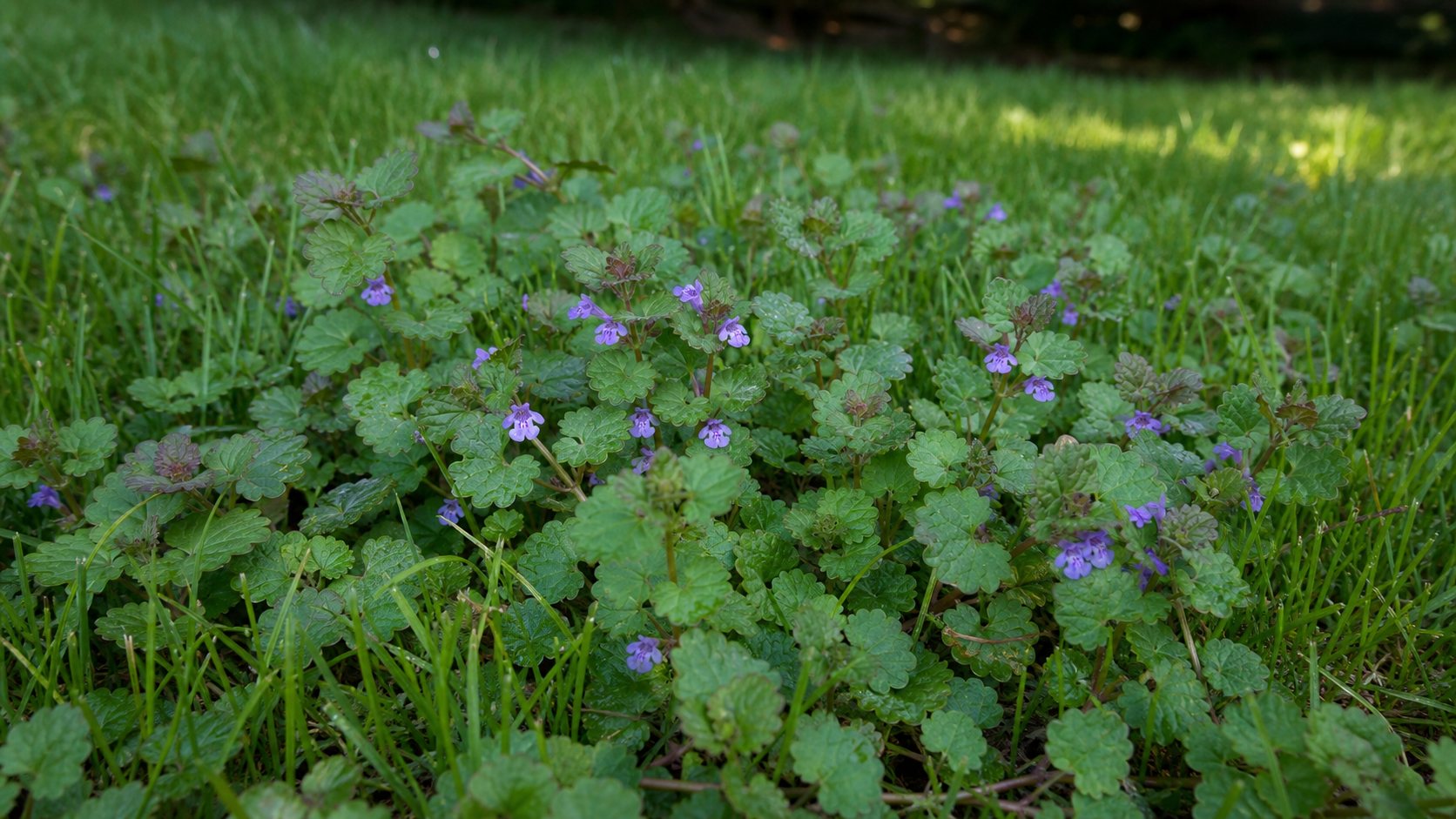 Creeping Charlie spreading through a lawn